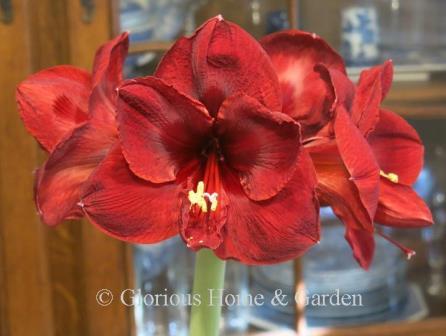 Hippeastrum 'Benfica'