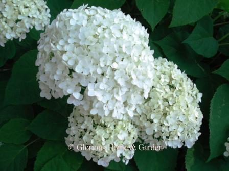 Hydrangea arborescens Balsam