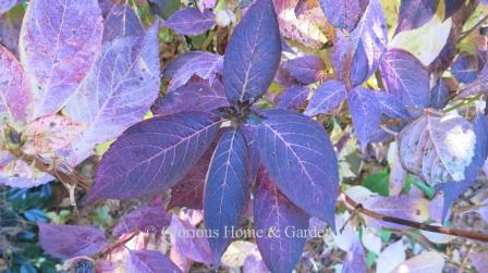 Hydrangea macrophylla lacecap hydrangea. The big green leaves are slow to drop especially in a mild fall when the shrubs don’t seem to want to stop blooming, but eventually they begin turning yellow usually from the inside out—some may even turn purple in the right conditions.ea.