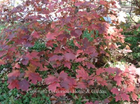 Hydrangea quercifolia, oakleaf hydrangea, is one of the best shrubs for fall color, turning shades of orange, red, and purple.