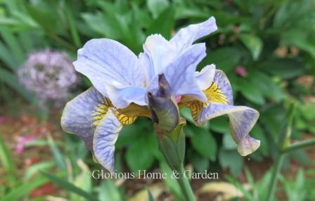 Iris sibirica 'Uncorked'