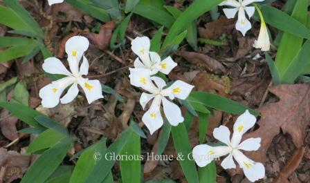 Iris cristata 'Tennessee White' is a lovely selection in pure white with yellow markings.