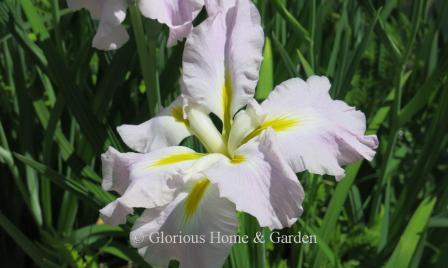 Iris ensata 'Pink Frost'