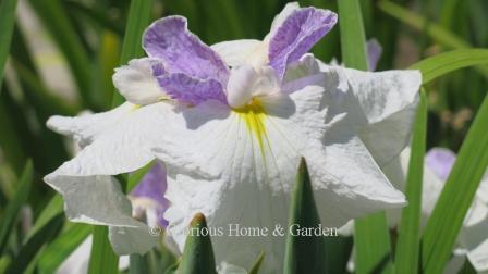 Iris ensata 'Queen's Tiara'