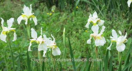 Iris sibirica 'Snowcrest'