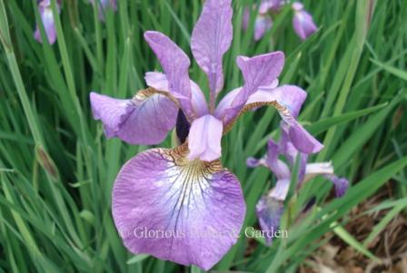 Iris sibirica 'Sparkling Rose'