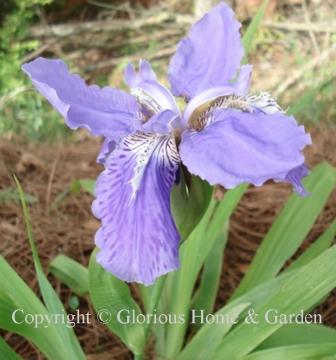 Iris tectorum