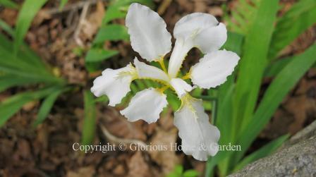 Iris tectorum var. alba