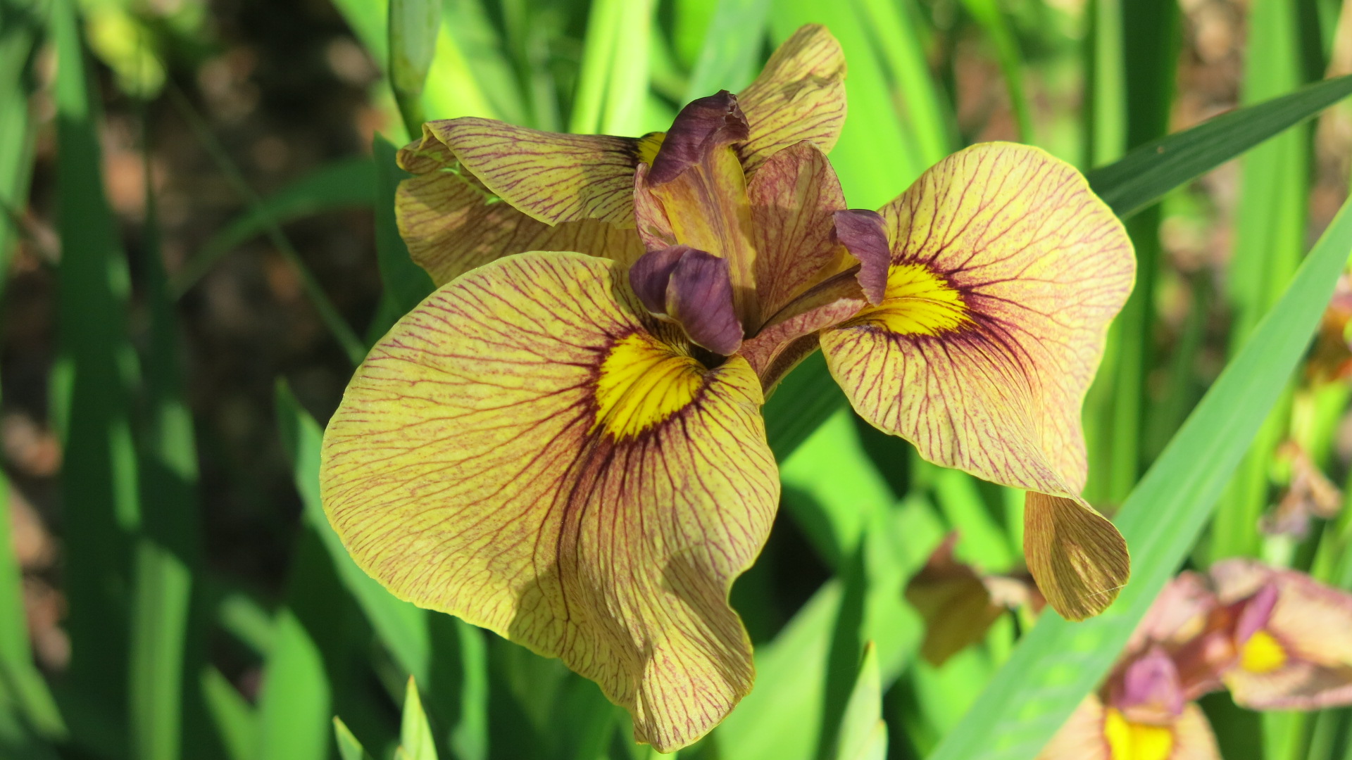 Iris x pseudata 'Yarai'