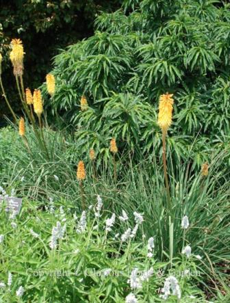 Kniphofia uvaria