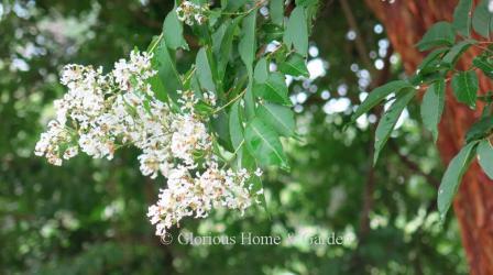 Lagerstroemia fauriei 'Fantasy' has white blooms in summer, reddish-brown exfoliating bark, and yellow fall color.