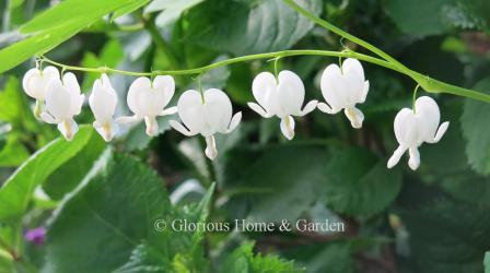 Lamprocapnos spectabilis 'Alba' is the pure white type.