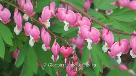 Lamprocapnos spectabilis, the common bleeding heart, blooms on long arching stemsr of pink and white heart-shaped flowers.