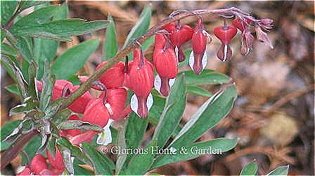 Lamprocapnos spectabilis 'Valentine' has red and white dangling hearts on long arching stems.