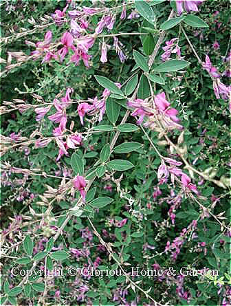 Lespedeza thunbergii has long racemes of pinkish-purple pea like flowers in summer.
