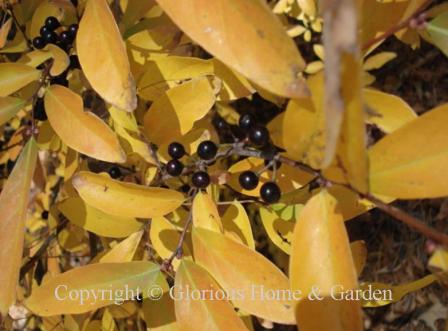 Lindera angustifolia, Oriental spicebush, displays golden yellow to orange fall color with decorative black fruits.