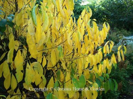 Lindera benzoin, spicebush, is a North American naive that displays brilliant clear yellow fall color.