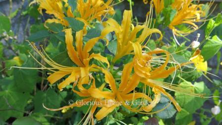 Lycoris aurea