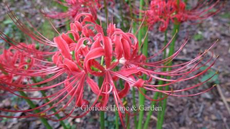 Lycoris radiata, red spider lily, erupts with naked stems from the ground in late summer into fall.  The flowers radiate as their name suggests in a circle at the top of the stem and the long stamens give them an airy, ethereal look.  A delightful surprise!