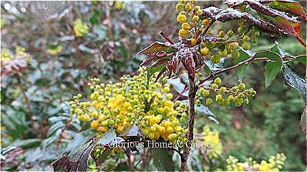 Mahonia aquifolium, or Oregon  hollygrape is a northwestern U.S. native with bright yellow flowers that turn to blue-black grape-like berries.