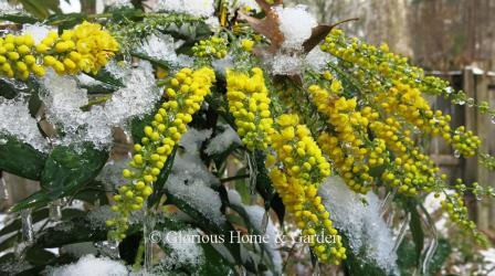 Mahonia x media 'Marvel'