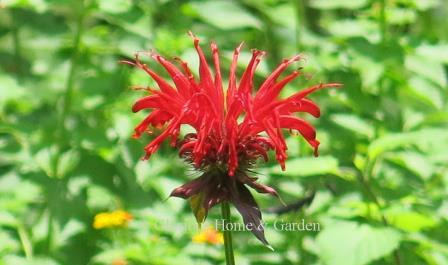 Monarda didyma 'Jacob Cline' is a bright red bee-balm and a great pollinator attractant in the summer garden.