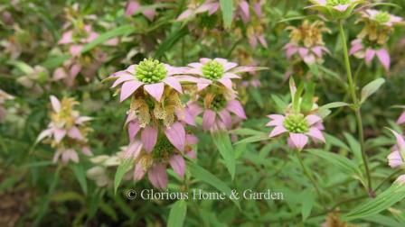 Monarda punctata is a North American wildflower that makes an unusual short-lived perennial in the summer garden to attract pollinators with its pink bracts rising in tiers.