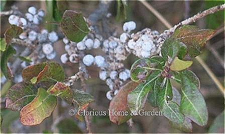 Morella pensylvanica produces small waxy gray berries that persist until spring (or unless birds eat them).