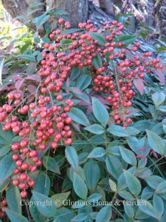 Nandina domestica