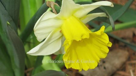 Narcissus 'Goblet'is an example of the Division 1 Trumpet class.  It has a white perianth and lemon-yellow trumpet with a very wide ruffled mouth.