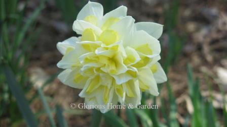 Narcissus 'Irene Copeland'