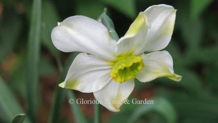 Narcissus 'Sinopel' is an example of the Division 3 Small-Cupped class.  It is pure white that may have some green in the perianth at first, but will turn white.  The cup is variable green and yellow.