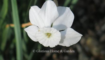 Narcissus 'Xit' is a charming miniature of the Small-Cupped Division.  Pure white, it grows to about 6-9" h.