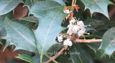 Osmanthus heterophyllus "Gulftide'