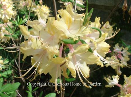 Aromi hybrid azalea 'Clear Creek' has soft yellow flowers with a white base and pink stamens.