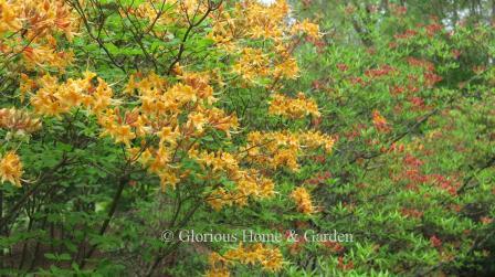 Rhododendron austrinium