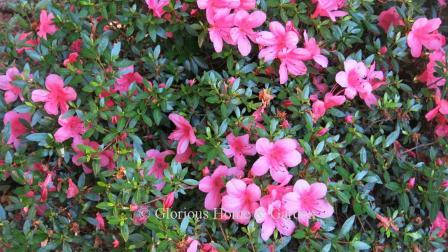 Rhododendron 'Chinsei' is a Satuki hybrid with salmon-pink flowers.