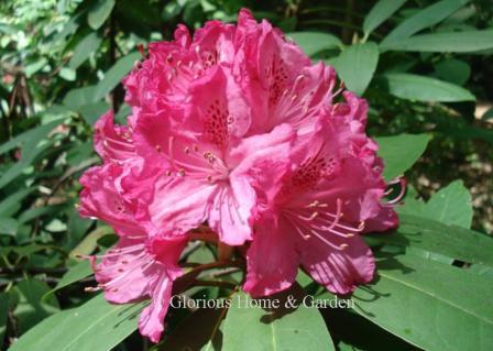 Rhododendron x 'Cynthia' has large trusses of rose flowers with darker markings.