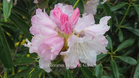 Rhododendron degronianum is a Japanese native with beautiful white flowers flushed with rose pink.