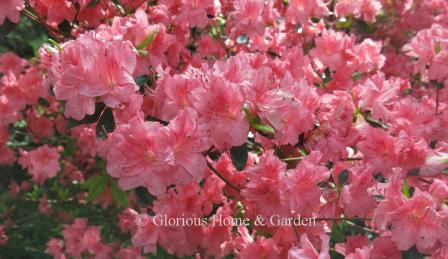 Rhododendron x 'Lullaby' is a Glenn Dale hybrid evergreen azalea in a soft salmon-pink.