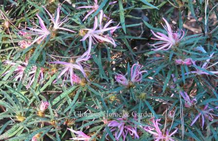 Rhododendron macrosephalum 'Linearifolium' has unusually narrow leaves and flower petals