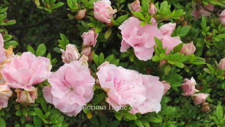 Robin Hill hybrid azalea 'Nancy of Robin Hill' is light pink with double Hose-in-hose flowers.