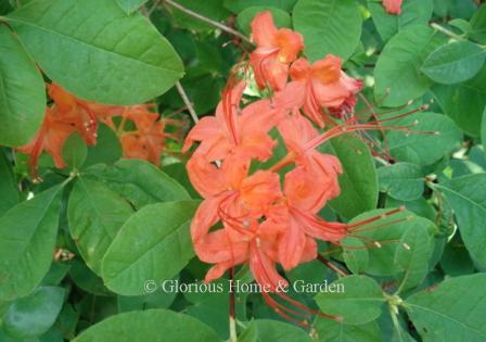 Rhododendron prunifolium has bright red-orange flowers valuable for its summer bloom.