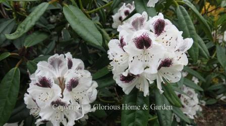 Rhododendron 'Sappho' has white flowers with a dark purplish-black splotch.