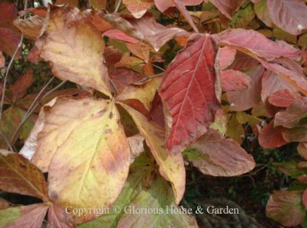 Rhododendron schlippenbachii, royal azalea. The leaves turn various shades of orange, red and yellow in the fall.