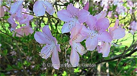 Rhododendron schlippenbachii is a lovely deciduous azalea with fragrant pale pink flowers and good fall color.