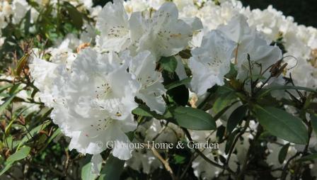 Rhododendron x 'Schneekrone' meaning 'Snow Crown,' is a white blooming hybrid.