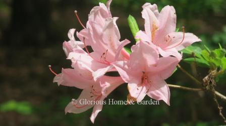 Rhododendron viscosum 'Soir de Paris' has fragrant pink flowers with an orange blotch.