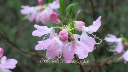 Rhododendron vaseyi is native to the Blue Ridge Mountains.  The lovely flowers are downward facing, rosy-pink, and fragrant.  The foliage turns a good fall color.