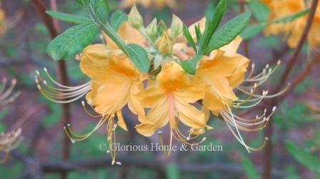 Rhododendron x 'Admiral Semmes' is a hybrid between an Exbury azalea and R. austrinum.  It is golden-yellow, very fragrant and lights up the garden.